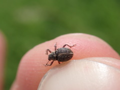 Rhinoncus inconspectus