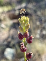 Streptanthus barbatus