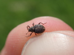 Rhinoncus inconspectus