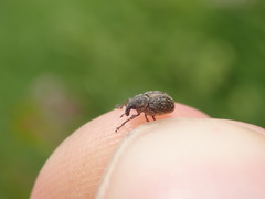 Rhinoncus inconspectus