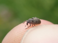 Rhinoncus inconspectus