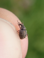 Rhinoncus inconspectus