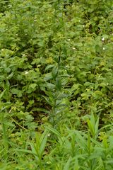 Lysimachia vulgaris