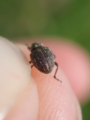 Rhinoncus inconspectus