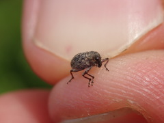 Rhinoncus inconspectus