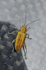 Agrilinae