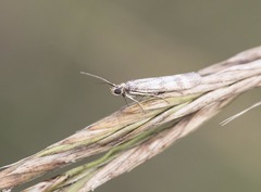 Lepidoptera