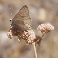 Tharsalea xanthoides