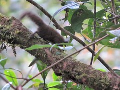 Exilisciurus whiteheadi