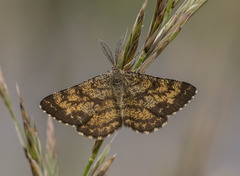 Ematurga atomaria