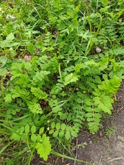 Astragalus glycyphyllos