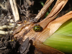 Calligrapha polyspila