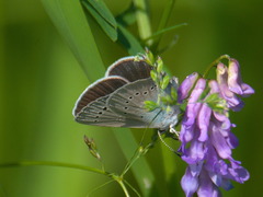 Glaucopsyche lycormas