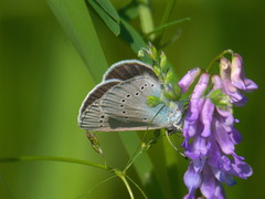 Glaucopsyche lycormas