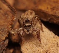 Habronattus