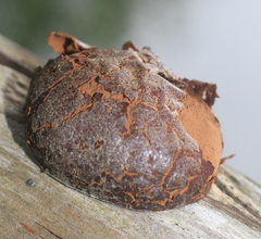 Reticularia splendens