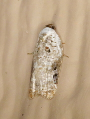 Acleris nivisellana