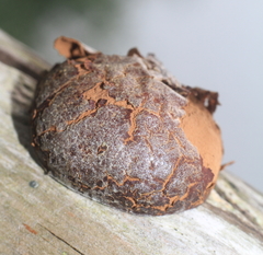 Reticularia splendens