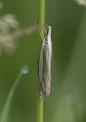 Crambus pascuella