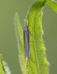 Crambus pascuella