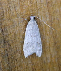 Dichomeris punctidiscellus