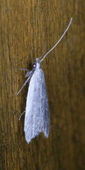 Dichomeris punctidiscellus