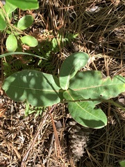 Asclepias amplexicaulis