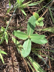 Asclepias amplexicaulis