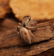 Habronattus