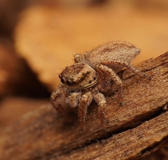 Habronattus