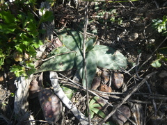 Ledebouria ensifolia