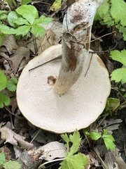 Tylopilus indecisus