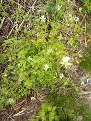 Ceratocapnos claviculata