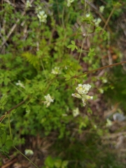 Ceratocapnos claviculata