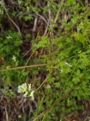 Ceratocapnos claviculata