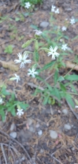Silene lemmonii