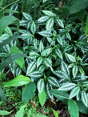 Strobilanthes maculata