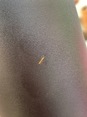 Pseudomyrmex pallidus