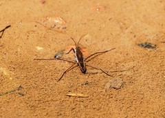 Gerris costae