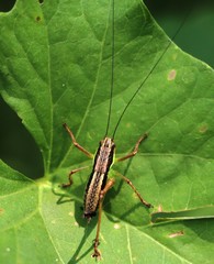 Pachytrachis gracilis