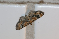 Eupithecia pulchellata