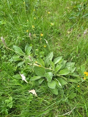 Plantago urvillei