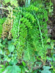 Adiantum concinnum