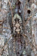 Platybunus