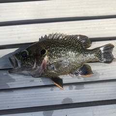 Lepomis cyanellus × gulosus