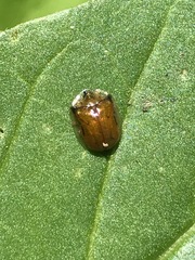 Charidotella succinea