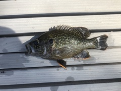 Lepomis cyanellus × gulosus