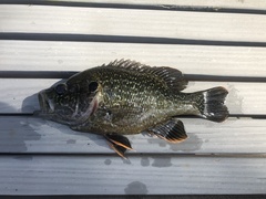 Lepomis cyanellus × gulosus