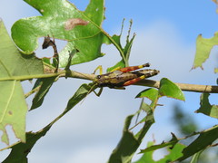 Dendrotettix quercus