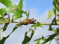 Dendrotettix quercus